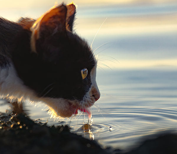 Why is my cat not drinking water?